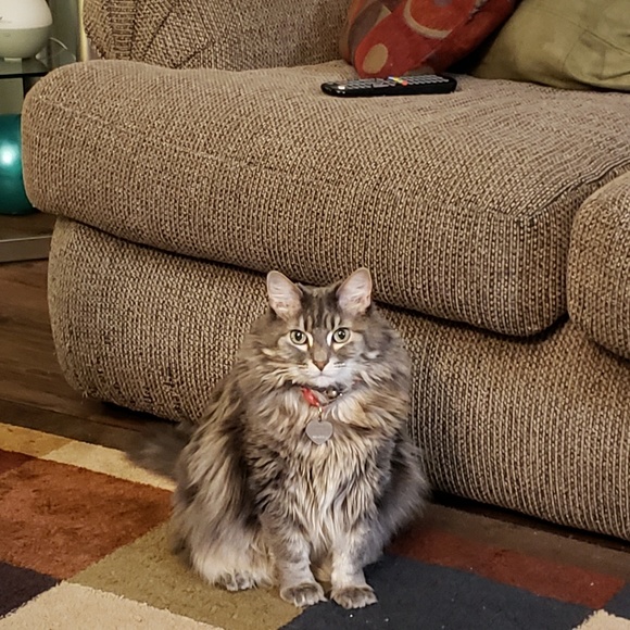 Meet your Posher, Laura - Picture 1 of 1